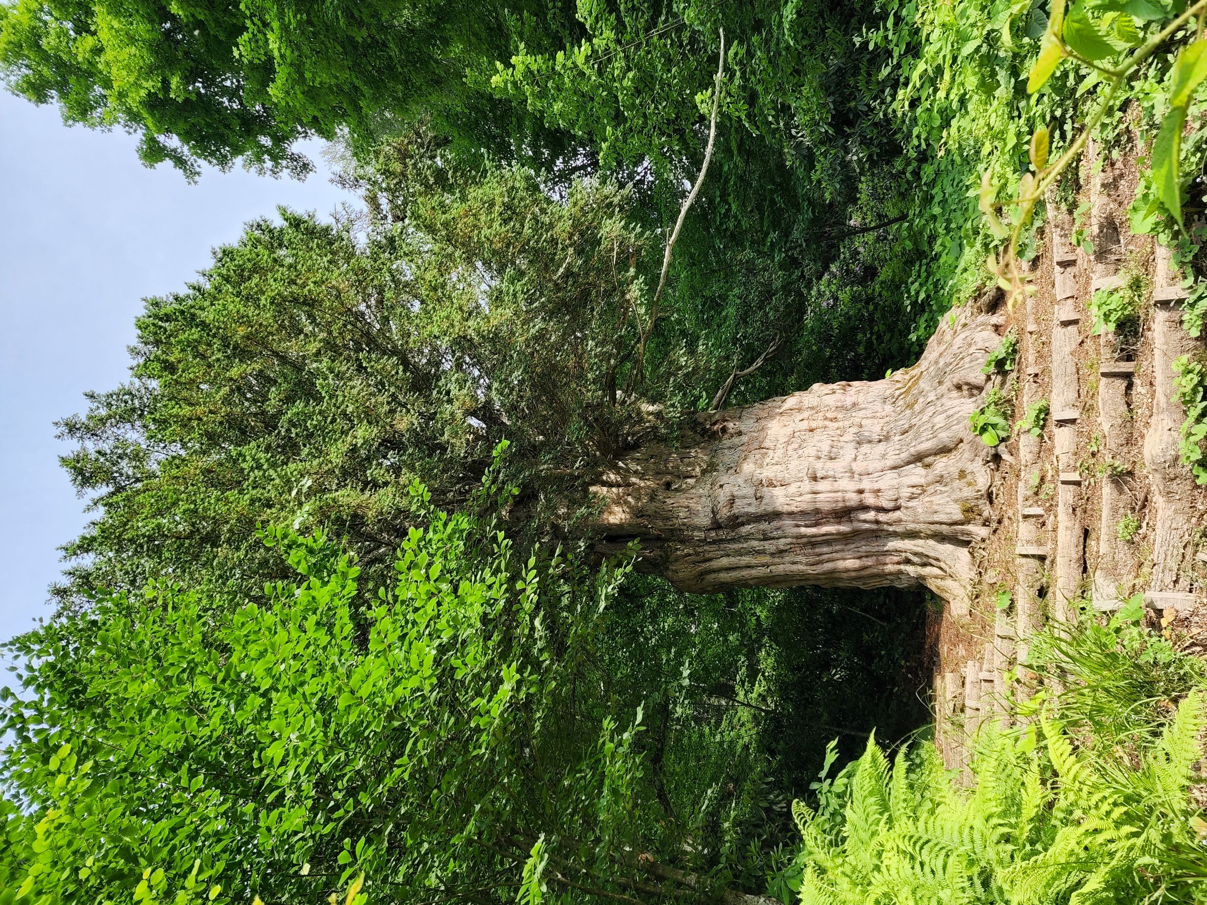 boluklu-yaylasi-3-porsuk-agaci.jpg