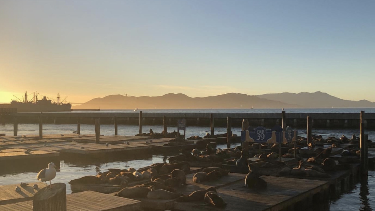 Pier 39 - Deniz Aslanları