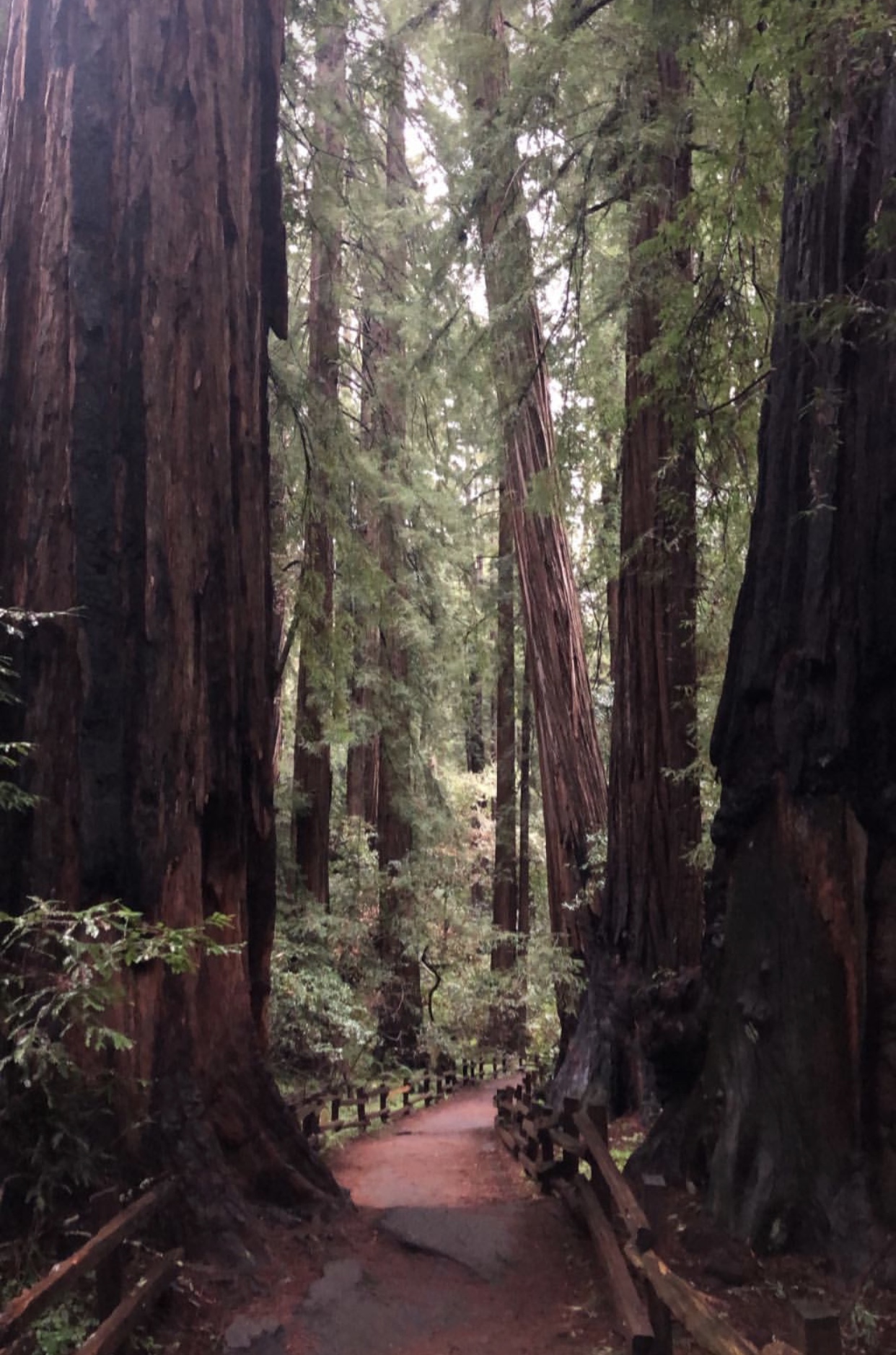 Muir Woods National Forest Ana Yürüyüş Yolu