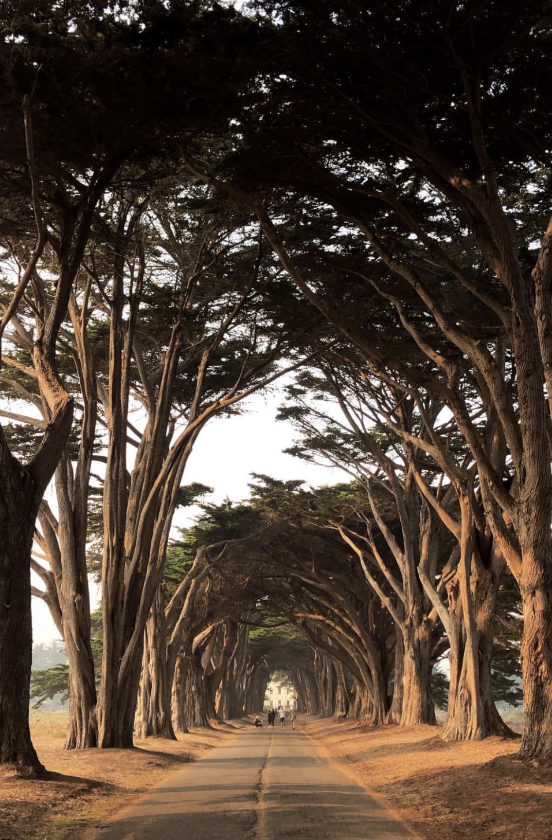 Point Reyes Tree Tunnel