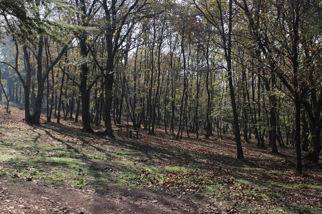 Poyrazlar Gölü Tabiat Parkı