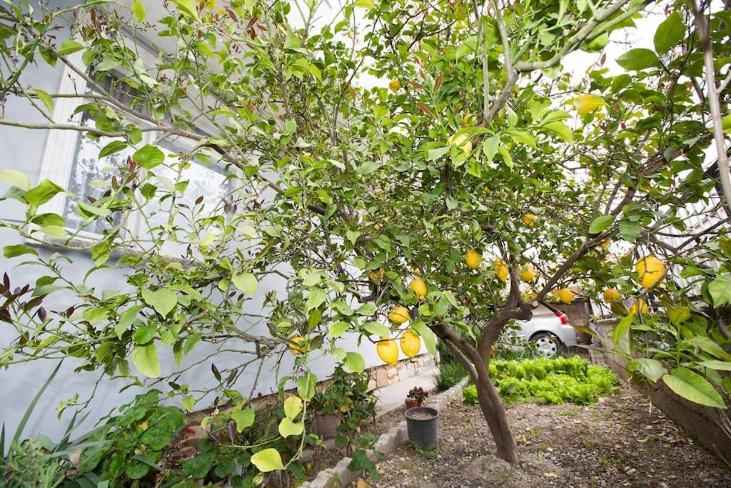 Limon Ağaçlı Ev - Urla