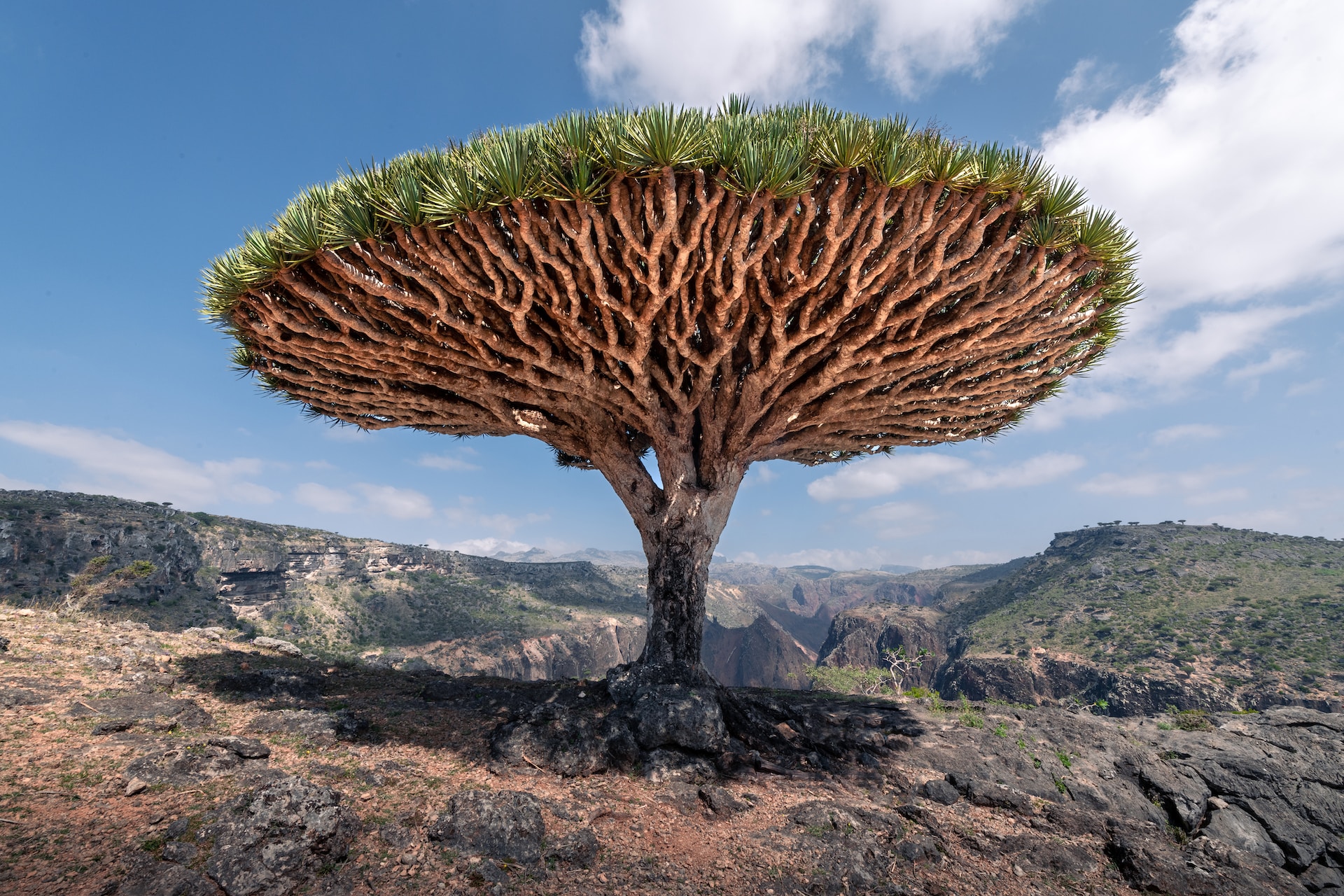Socotra Dragon