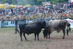 Türkiye’deki tek boğa güreşi yapılan arena hangi ilde yer almaktadır?
