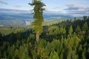 Dünyanın en uzun ağacı nerede yer almaktadır?