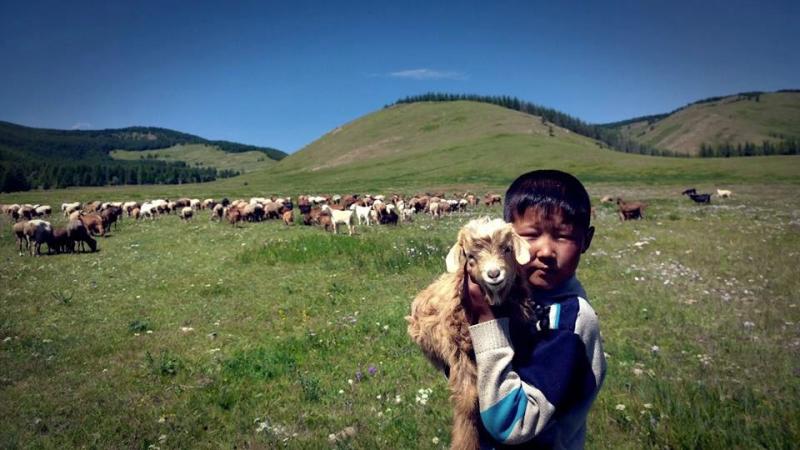 Moğolistan'da ufak çoban 