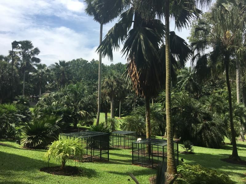 Singapur Botanik Bahçeleri