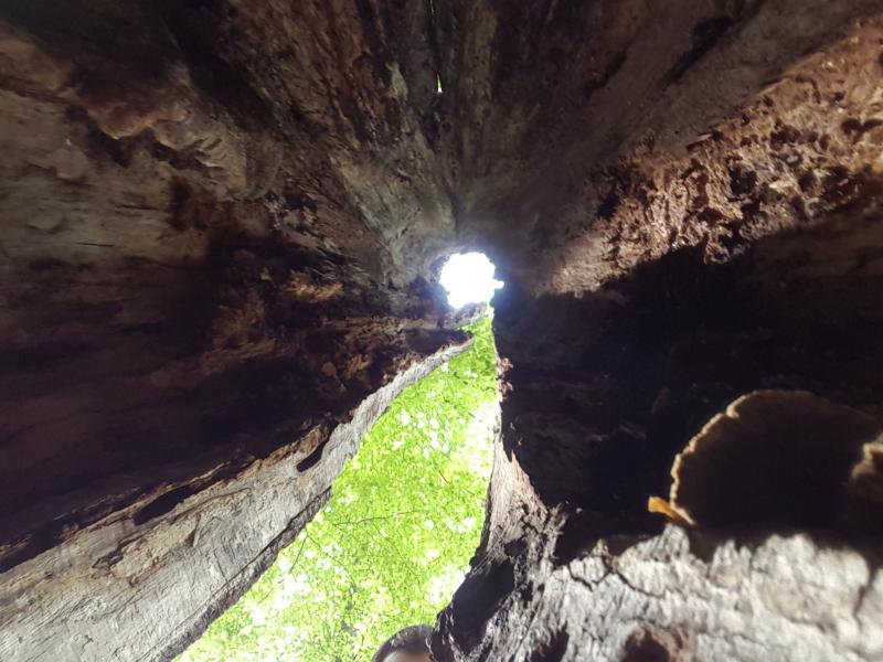 Yedigöller sit alanı olduğu için ağaçlar kimse kesmeden çürüyüp toprağa karışıyor..
