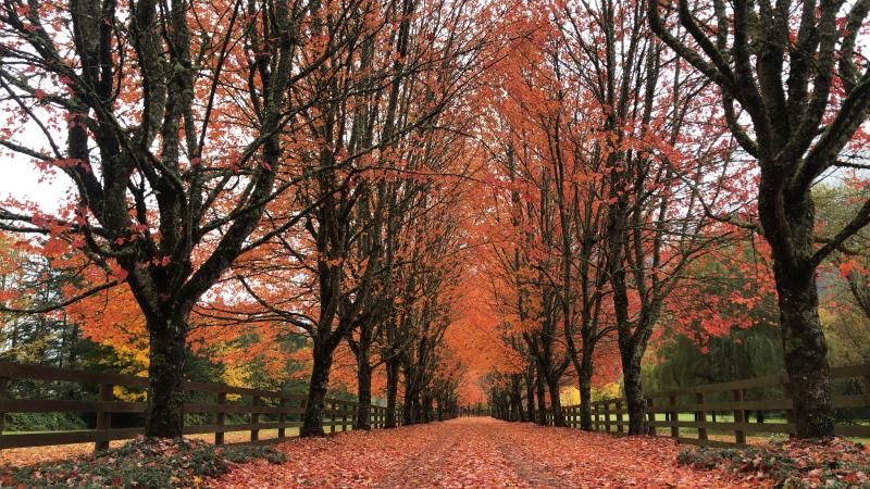 Redwood Çiftlik Evi girişi, Snoqualmie