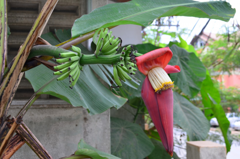  Bir muz ağacı çiçeklenirken.. Bizim buralarda pek görebileceğimiz bir manzara değil.