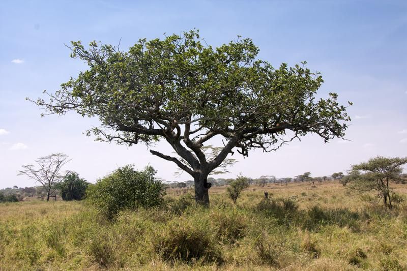 Ağaçtaki arslan nerede