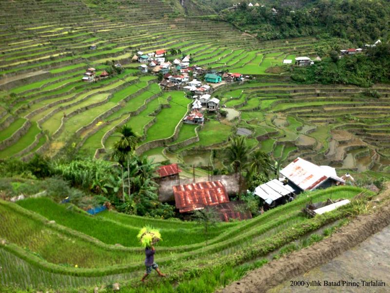 Batad Pirinç Terasları