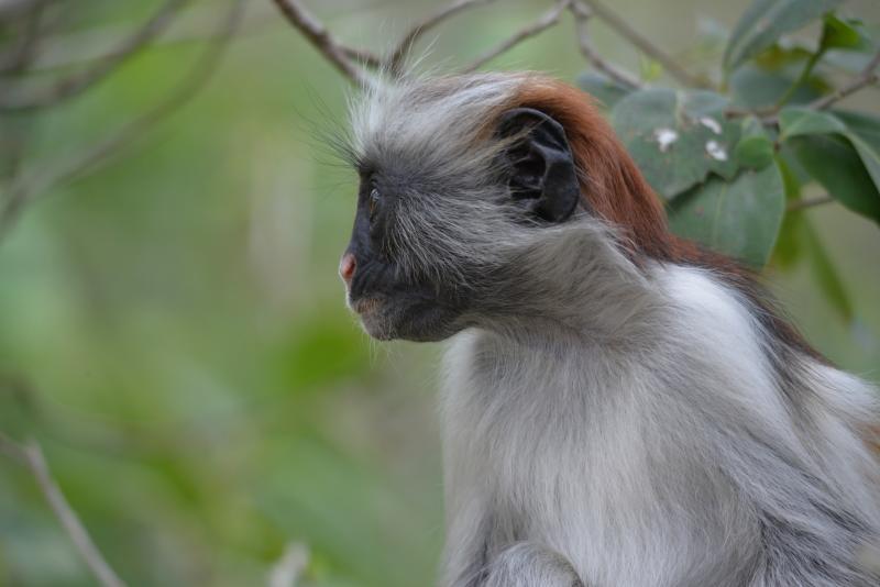 Jozani Forest, Colobus maymunu