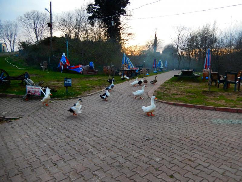 Kazlar ördekler toplanıyor