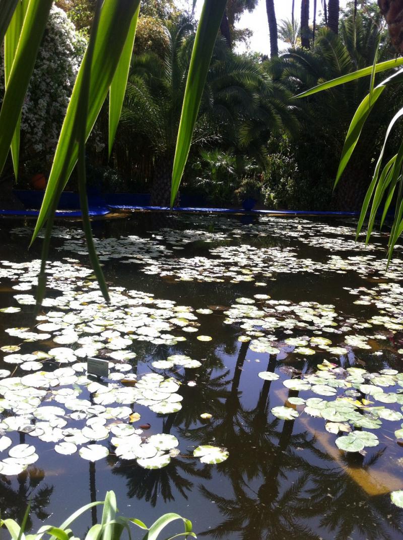 Majorelle Bahçesinde havuz