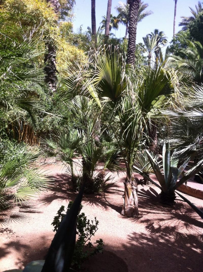 Bahçeden bir köşe