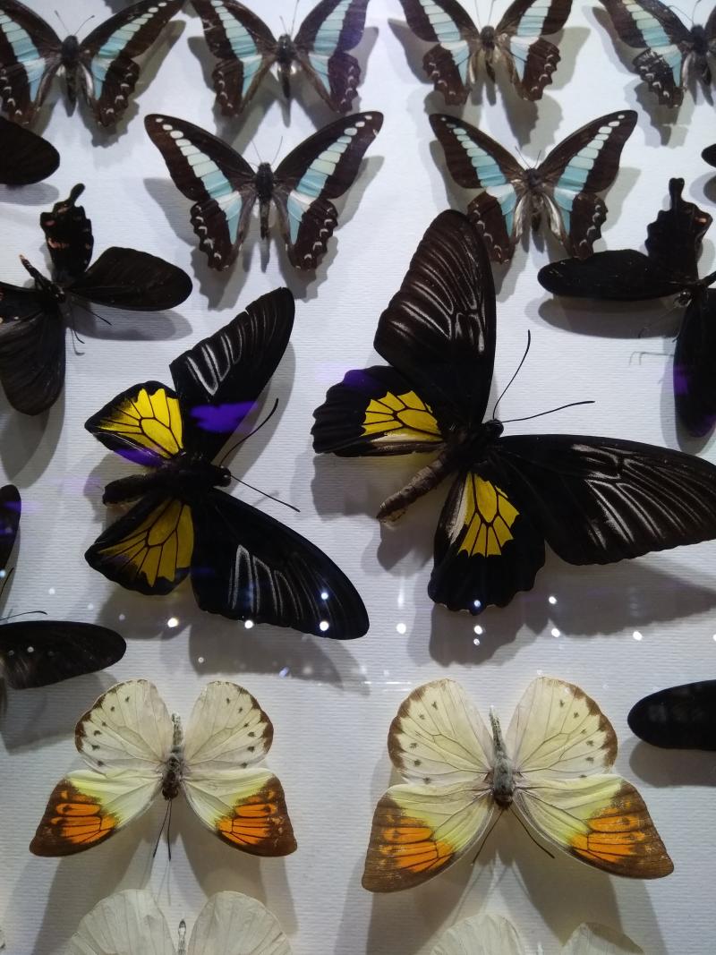 4.gün Butterfly garden