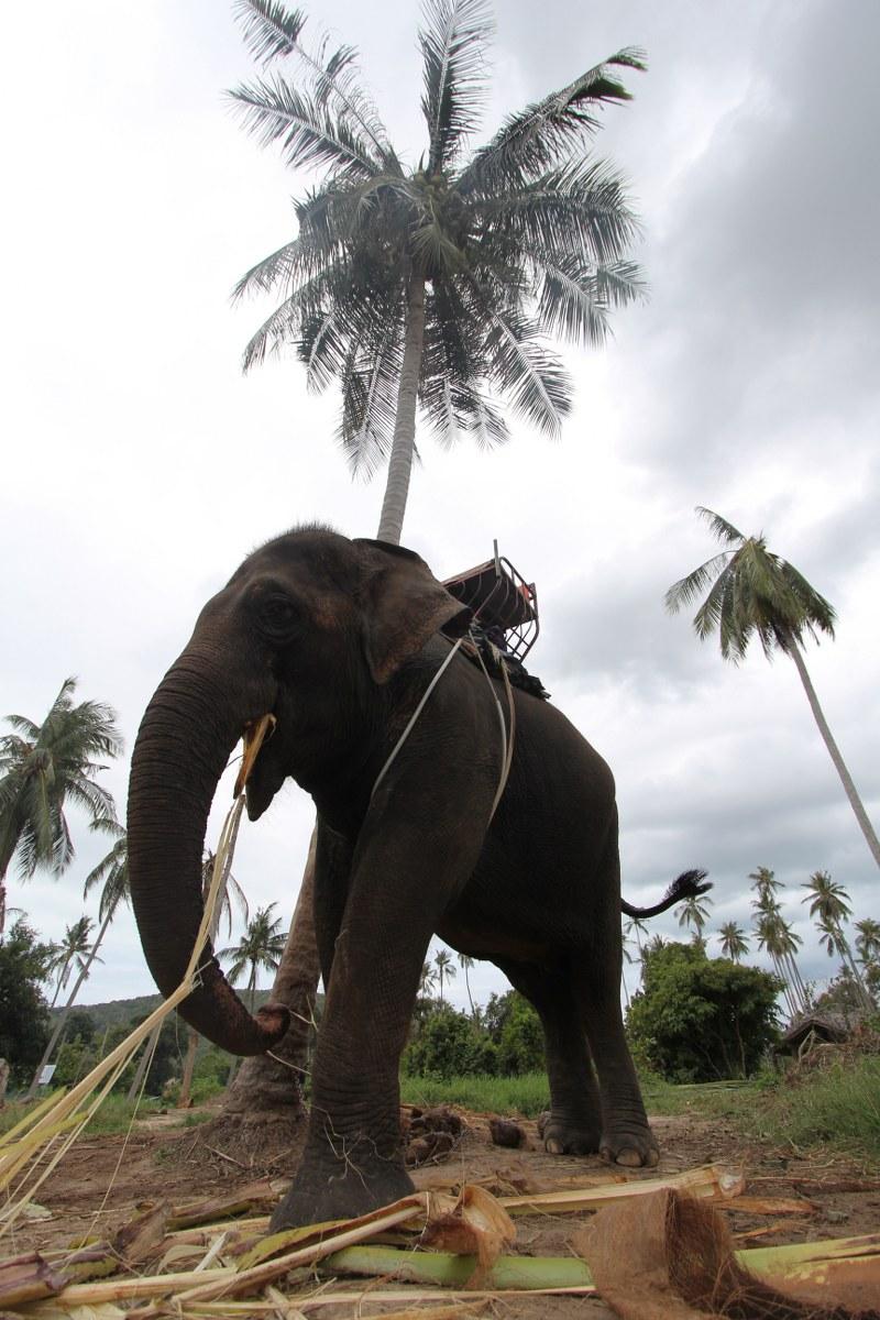 Koh Samui Fil Safari