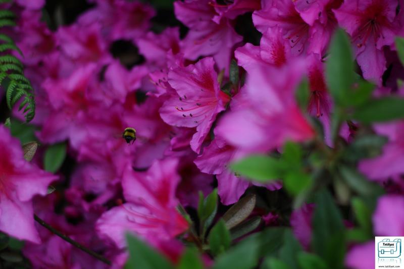 Atatürk Arboretumu ile Alakalı 8 Önemli Nokta