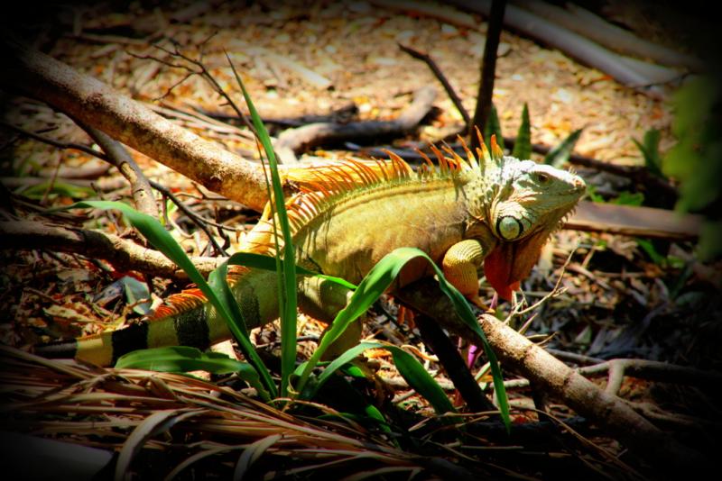 iguana