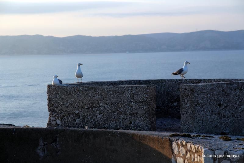 Frioul Adası'nda Kuşlar