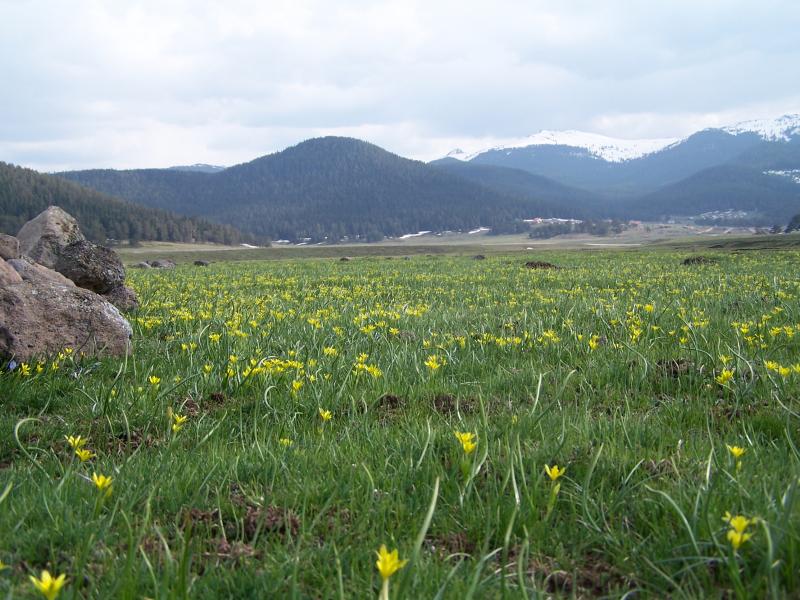 86642,25-sarialan-yaylalari-foto-fazil-karaduman.png