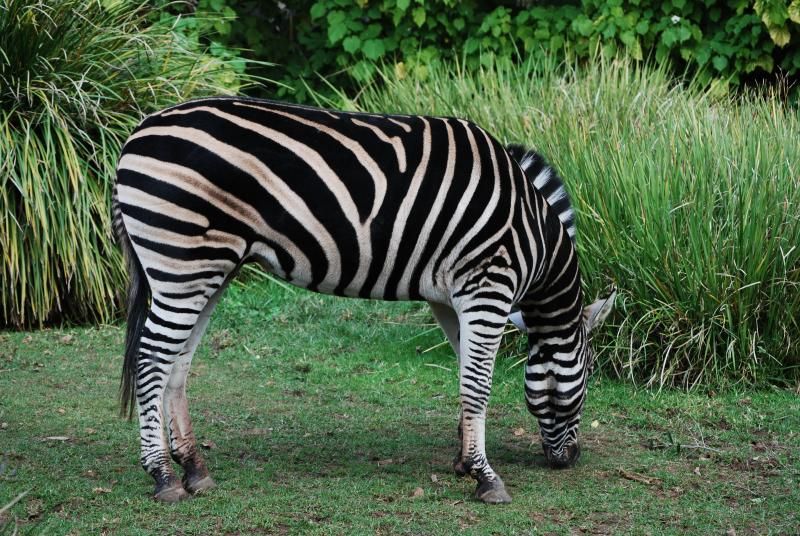 Champmans_Zebra_-_Adelaide_Zoo_-_Side_View.JPG