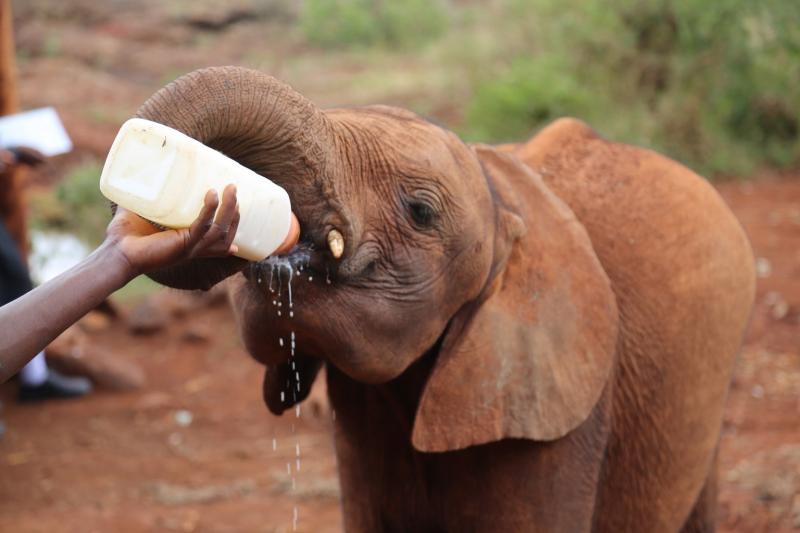 DSWT-OctNewsletterTeleki.jpg