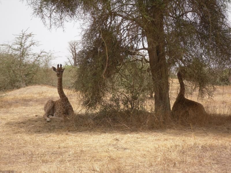 Giraffe_nella_riserva_di_Bandia_in_Senegal.JPG