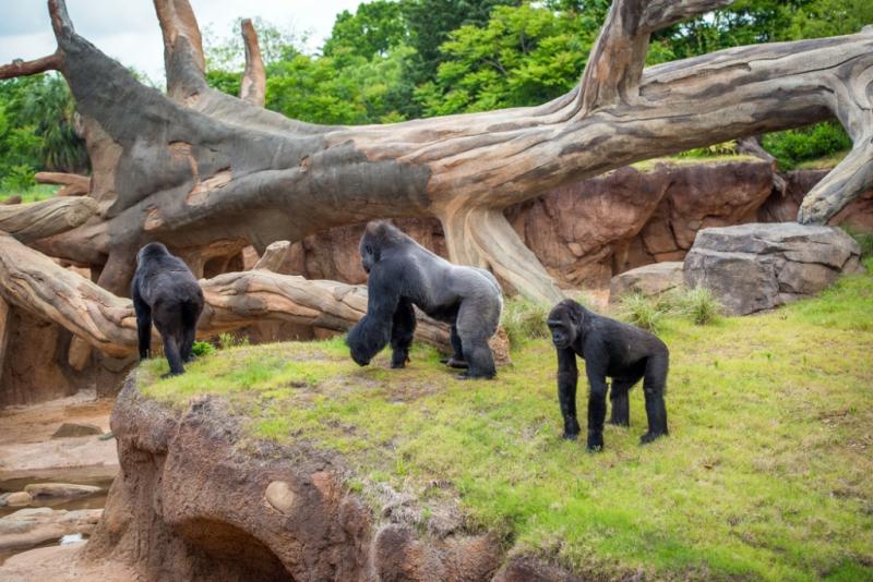 Gorilla-Family-Outside-0002-2358-1024x684.jpg