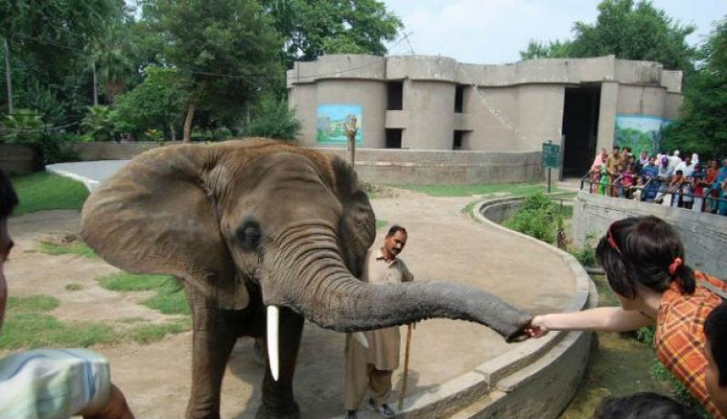 Suzi-in-Lahore-zoo.jpg