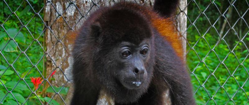 Wildlife-Rehabilitation-ARCAS.jpg