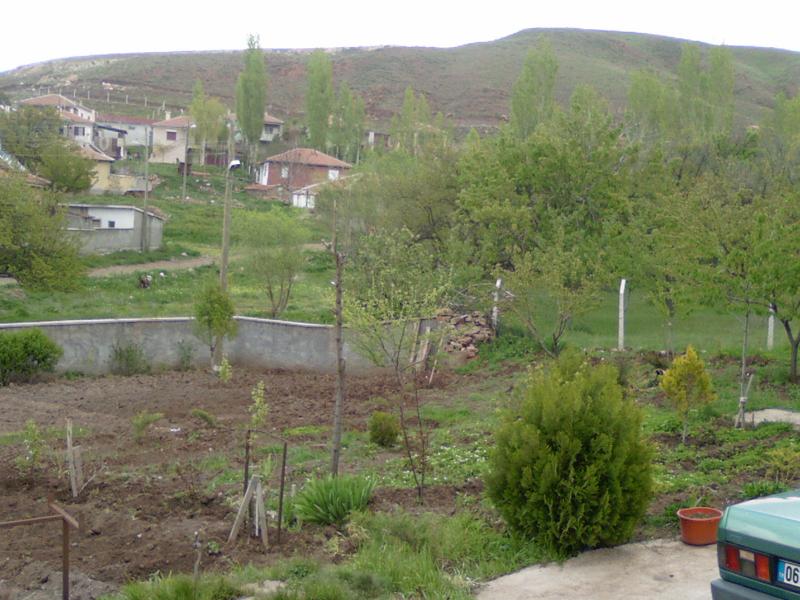 altin20.jpg