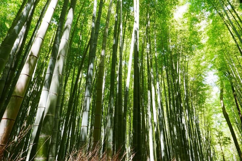 bamboo-2074751_960_720.jpg