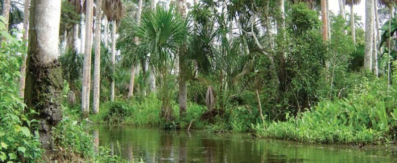 ecuador_amazon_jungle_lush_jungle.jpg