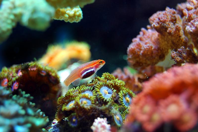 fish-2659613_960_720.jpg