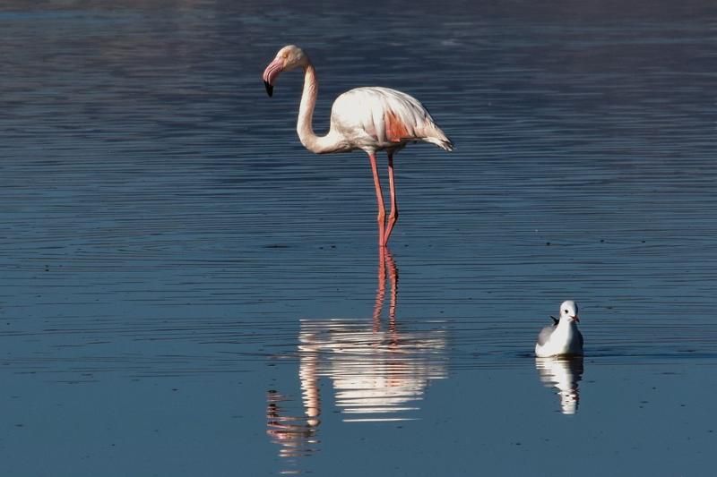 flamingo-3072424_960_720.jpg