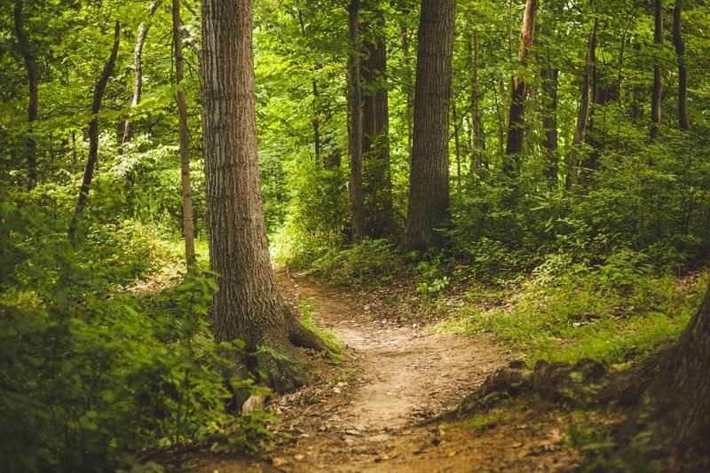 forest-1868028_960_720.jpg