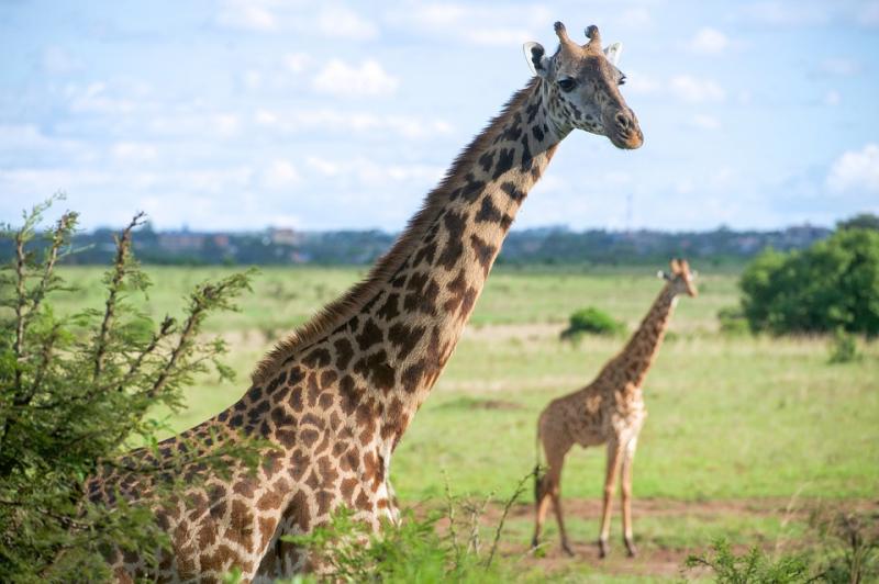 giraffes-1724258_960_720.jpg