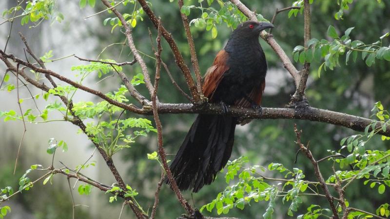 greater-coucal-2983876_960_720.jpg
