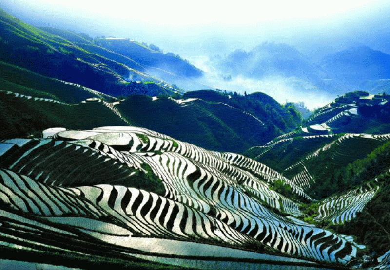 longji-terraces.gif