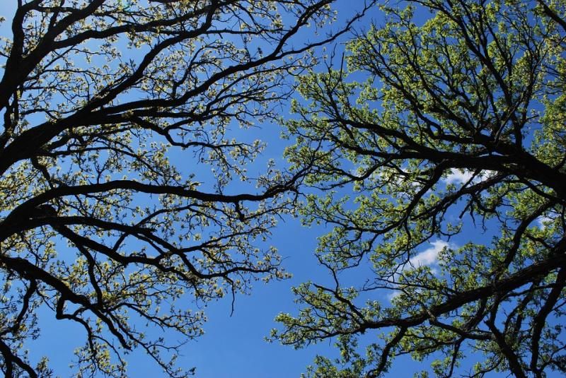 spring-993069_960_720.jpg