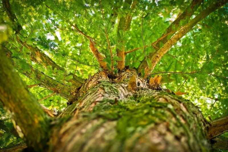 tree-1750784_960_720.jpg