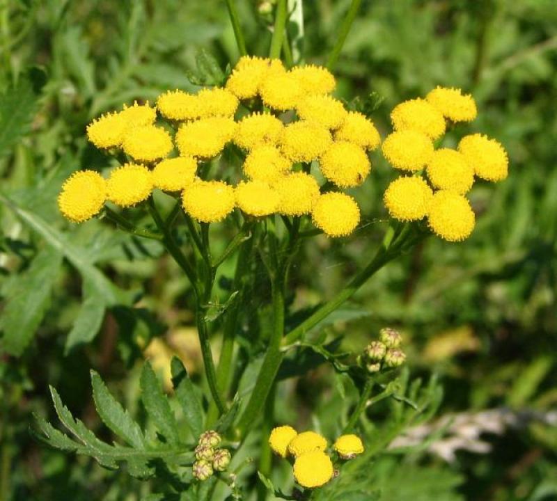 1138px-Tanacetum_vulgare_bgiu.jpg