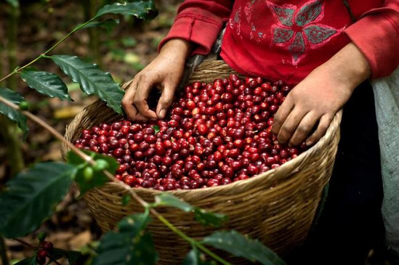Basket-Full-Of-Coffee-Cherries-Coffee-Farm-El-Salvador.jpg
