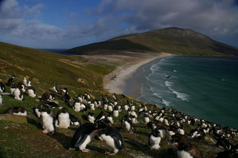 Falkland_Islands_Penguins_82.jpg