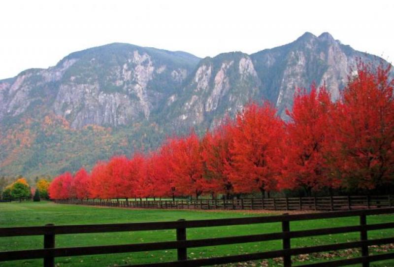 Fall-colorL.jpg
