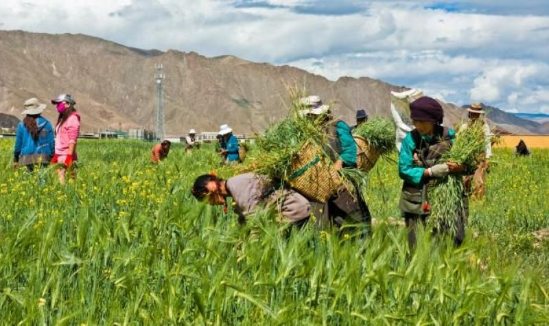 Farmer_in_Tibet.jpg