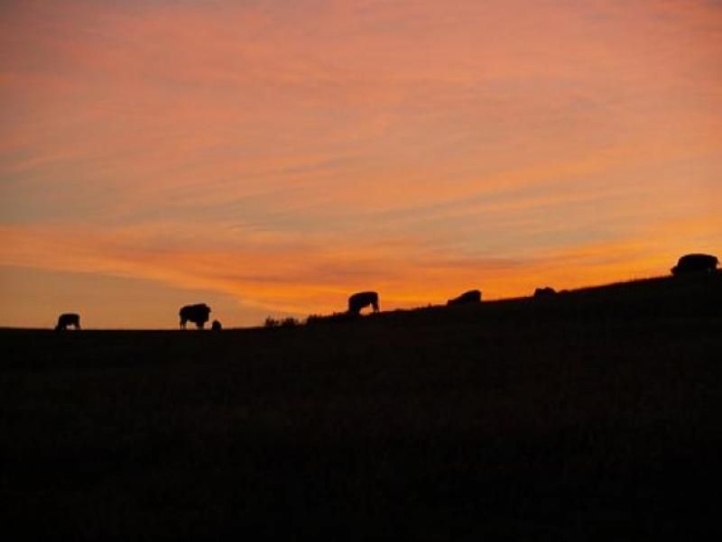 bison-2078174__340.jpg