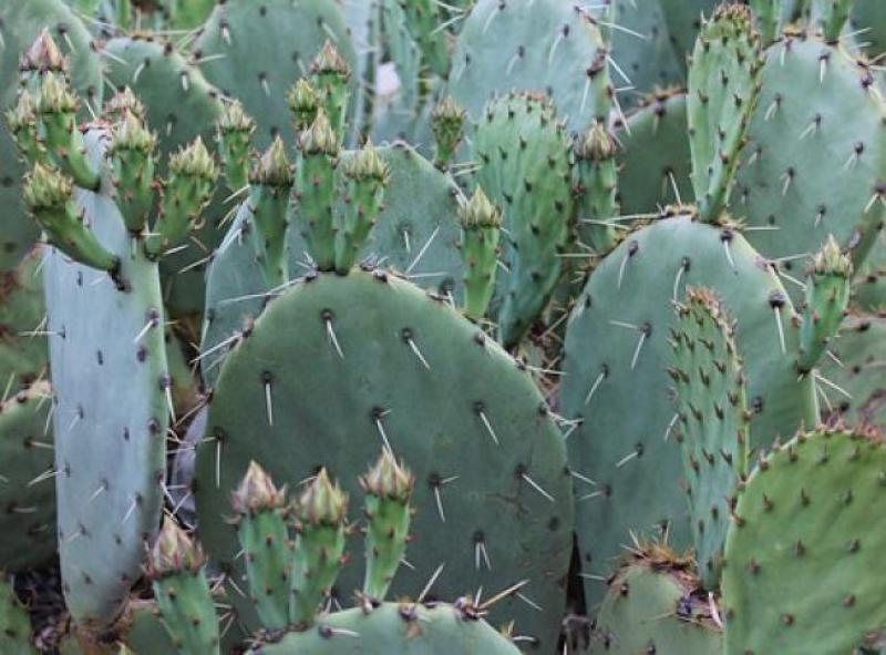 cactus-1430031__340.jpg